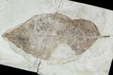 Fossil Leaf (Allophylus) With Insect Predation - Utah #107611-1